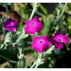 Haveklinte Lychnis Coronaria 10 Cm. Potte -Osmo Salgsbutik mi1486 lychnis coronaria 9afe