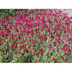 Haveklinte Lychnis Coronaria 10 Cm. Potte -Osmo Salgsbutik mi1486 lychnis coronaria df4c