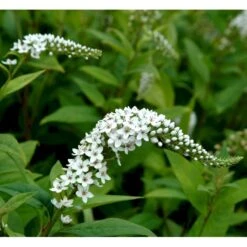 Hvid Fredløs Lysimachia Clethroides 1 Liter Potte -Osmo Salgsbutik mi1491 lysimachia clethroides 9d24