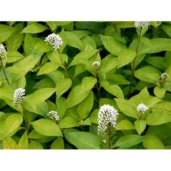 Hvid Fredløs Lysimachia Clethroides 1 Liter Potte -Osmo Salgsbutik mi1491 lysimachia clethroides b0ef