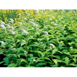 Hvid Fredløs Lysimachia Clethroides 1 Liter Potte -Osmo Salgsbutik mi1491 lysimachia clethroides d55b