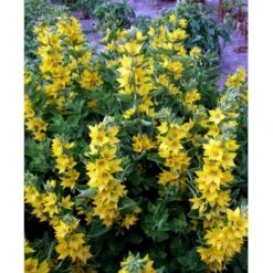 Prikbladet Fredløs Lysimachia Punctata 1 Liter Potte -Osmo Salgsbutik mi1494 lysimachia punctata 0a5f