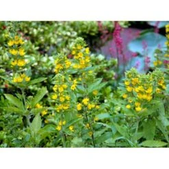 Prikbladet Fredløs Lysimachia Punctata 1 Liter Potte -Osmo Salgsbutik mi1494 lysimachia punctata 3f55