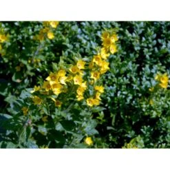 Prikbladet Fredløs Lysimachia Punctata 1 Liter Potte -Osmo Salgsbutik mi1494 lysimachia punctata c6e0