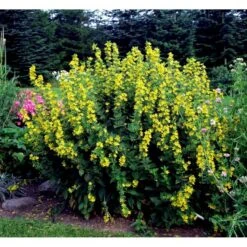 Prikbladet Fredløs Lysimachia Punctata 1 Liter Potte -Osmo Salgsbutik mi1494 lysimachia punctata d3df