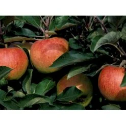 Æble 'Jonagold' Malus X 'Jonagold' Træ Med Sidegrene,- Stammeomkreds 20-25 Cm. Med Klump -Osmo Salgsbutik mi1532 malus domestica jonagold 9e85