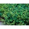 Bjerg-Løvefod Alchemilla Alpina 10 Cm. Potte -Osmo Salgsbutik mi154 alchemilla alpina 2af9