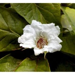 Mispel Mespilus Germanica Solitær Busk 150-200 Cm. - Med Klump -Osmo Salgsbutik mi1565 mespilus germanica 1ba6