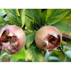 Mispel Mespilus Germanica Solitær Busk 150-200 Cm. - Med Klump -Osmo Salgsbutik mi1565 mespilus germanica 47aa