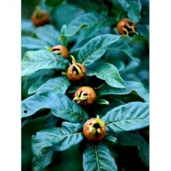 Mispel Mespilus Germanica Solitær Busk 150-200 Cm. - Med Klump -Osmo Salgsbutik mi1565 mespilus germanica cec4