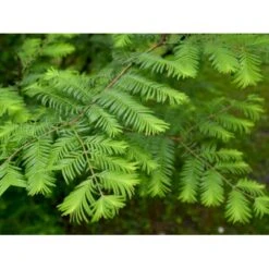 Vandgran Metasequoia Glyptostroboides Heister 175-200 Cm. Med Potte 7 Vandgran Metasequoia Glyptostroboides Heister 175-200 Cm. Med Potte -Osmo Salgsbutik mi1566 metasequoia glyptostroboides 7974