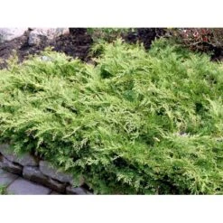 Østsibirisk Enebær Microbiota Decussata Potte 2,0 Liter,- 25-30 Cm. -Osmo Salgsbutik mi1570 microbiota decussata 7936