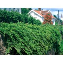 Østsibirisk Enebær Microbiota Decussata Potte 2,0 Liter,- 25-30 Cm. -Osmo Salgsbutik mi1570 microbiota decussata aa1a