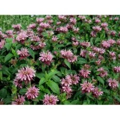 Hestemynte Monarda Hybrid 'Croftway Pink' 1 Liter Potte -Osmo Salgsbutik mi1583 monarda hybrid croftway pink 4af6