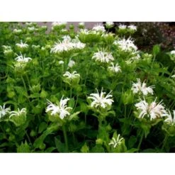 Hestemynte Monarda Hybrid 'Schneewittchen' 1 Liter Potte 10 Hestemynte Monarda Hybrid 'Schneewittchen' 1 Liter Potte -Osmo Salgsbutik mi1584 monarda hybrid schneewittchen 0625