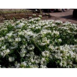 Hestemynte Monarda Hybrid 'Schneewittchen' 1 Liter Potte 11 Hestemynte Monarda Hybrid 'Schneewittchen' 1 Liter Potte -Osmo Salgsbutik mi1584 monarda hybrid schneewittchen 7946