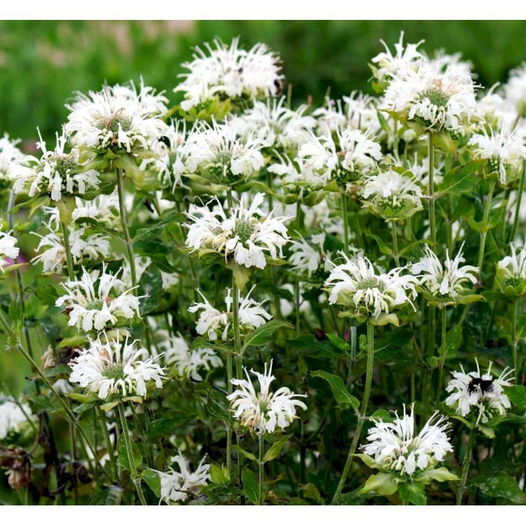 Hestemynte Monarda Hybrid 'Schneewittchen' 1 Liter Potte 3 Hestemynte Monarda Hybrid 'Schneewittchen' 1 Liter Potte