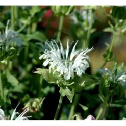 Hestemynte Monarda Hybrid 'Schneewittchen' 1 Liter Potte 9 Hestemynte Monarda Hybrid 'Schneewittchen' 1 Liter Potte -Osmo Salgsbutik mi1584 monarda hybrid schneewittchen c4d8