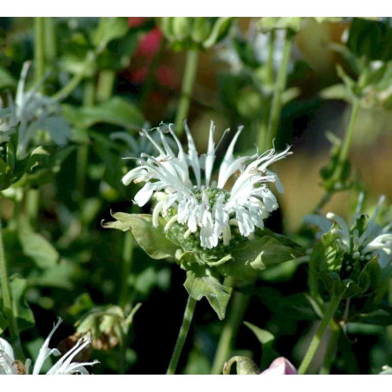Hestemynte Monarda Hybrid 'Schneewittchen' 1 Liter Potte 5 Hestemynte Monarda Hybrid 'Schneewittchen' 1 Liter Potte - Billede 3