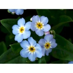 Eng-Forglemmigej 'Nixenauge' Myosotis Palustris 'Nixenauge' 10 Cm. Potte -Osmo Salgsbutik mi1587 myosotis palustris nixenauge c9d8