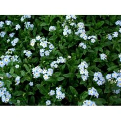 Eng-Forglemmigej 'Nixenauge' Myosotis Palustris 'Nixenauge' 10 Cm. Potte -Osmo Salgsbutik mi1587 myosotis palustris nixenauge d7b4