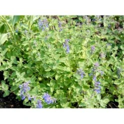 Blåkant 'Mussinii' Nepeta Faassenii 'Mussinii' 1 Liter Potte -Osmo Salgsbutik mi1591 nepeta x faassenii 086f