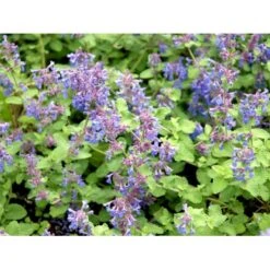 Blåkant 'Mussinii' Nepeta Faassenii 'Mussinii' 1 Liter Potte -Osmo Salgsbutik mi1591 nepeta x faassenii 0989