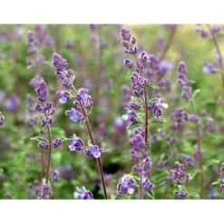 Blåkant 'Mussinii' Nepeta Faassenii 'Mussinii' 1 Liter Potte -Osmo Salgsbutik mi1591 nepeta x faassenii 5ddb