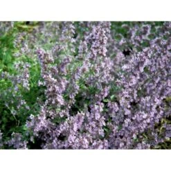 Blåkant 'Mussinii' Nepeta Faassenii 'Mussinii' 1 Liter Potte -Osmo Salgsbutik mi1591 nepeta x faassenii 8e39