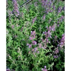 Blåkant 'Mussinii' Nepeta Faassenii 'Mussinii' 1 Liter Potte -Osmo Salgsbutik mi1591 nepeta x faassenii afdf