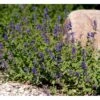 Blåkant 'Mussinii' Nepeta Faassenii 'Mussinii' 1 Liter Potte -Osmo Salgsbutik mi1591 nepeta x faassenii bd91