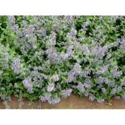 Blåkant 'Six Hill Giant' Nepeta Faassenii 'Six Hill Giant' 10 Cm. Potte -Osmo Salgsbutik mi1592 nepeta six hills giant 4bed