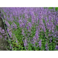 Blåkant 'Six Hill Giant' Nepeta Faassenii 'Six Hill Giant' 10 Cm. Potte