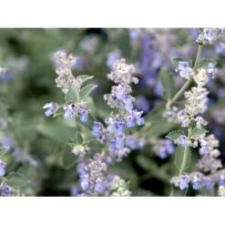 Blåkant 'Six Hill Giant' Nepeta Faassenii 'Six Hill Giant' 10 Cm. Potte -Osmo Salgsbutik mi1592 nepeta six hills giant fdad