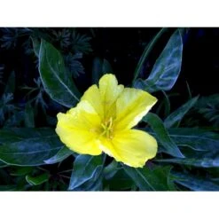 Krybende Natlys Oenothera Macrocarpa 10 Cm. Potte -Osmo Salgsbutik mi1596 oenothera macrocarpa d7b4