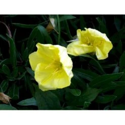 Krybende Natlys Oenothera Macrocarpa 10 Cm. Potte -Osmo Salgsbutik mi1596 oenothera macrocarpa febe
