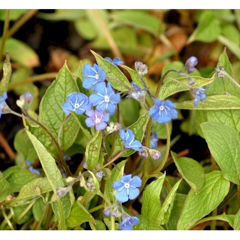 Vårkærminde Omphalodes Verna 10 Cm. Potte 5 Vårkærminde Omphalodes Verna 10 Cm. Potte - Billede 3