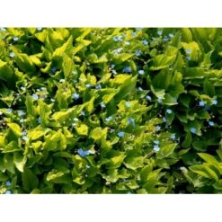 Vårkærminde Omphalodes Verna 10 Cm. Potte 15 Vårkærminde Omphalodes Verna 10 Cm. Potte -Osmo Salgsbutik mi1597 omphalodes verna 61b3