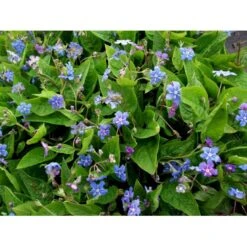 Vårkærminde Omphalodes Verna 10 Cm. Potte 14 Vårkærminde Omphalodes Verna 10 Cm. Potte -Osmo Salgsbutik mi1597 omphalodes verna d2a0