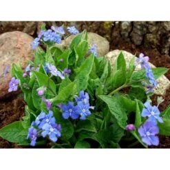 Vårkærminde Omphalodes Verna 10 Cm. Potte 13 Vårkærminde Omphalodes Verna 10 Cm. Potte -Osmo Salgsbutik mi1597 omphalodes verna dd7b