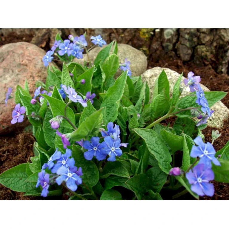 Vårkærminde Omphalodes Verna 10 Cm. Potte 7 Vårkærminde Omphalodes Verna 10 Cm. Potte - Billede 5