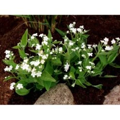 Vårkærminde 'Alba' Omphalodes Verna 'Alba' 10 Cm. Potte -Osmo Salgsbutik mi1598 omphalodes verna alba 6153