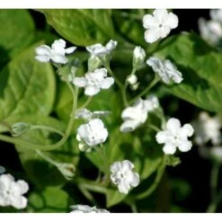 Vårkærminde 'Alba' Omphalodes Verna 'Alba' 10 Cm. Potte -Osmo Salgsbutik mi1598 omphalodes verna alba 814f