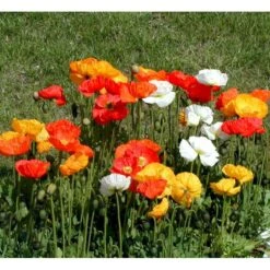 Sibirisk Valmue Papaver Nudicaule 'Gartenzwerg' 10 Cm. Potte 10 Sibirisk Valmue Papaver Nudicaule 'Gartenzwerg' 10 Cm. Potte -Osmo Salgsbutik mi1640 papaver nudicaule gartenzwerg 3fd0