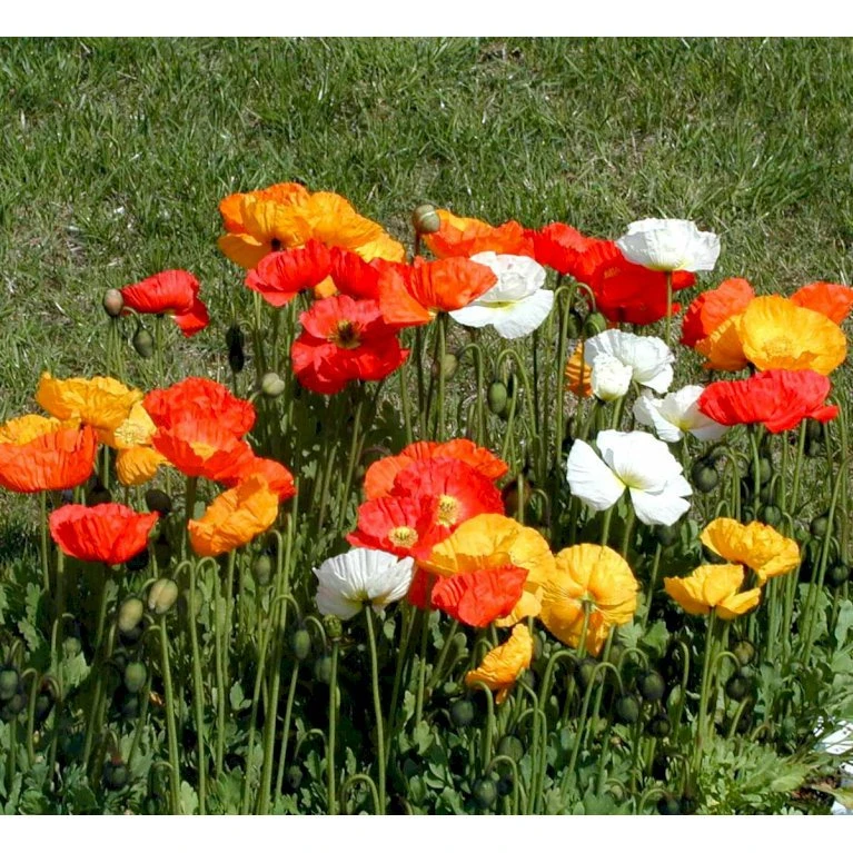 Sibirisk Valmue Papaver Nudicaule 'Gartenzwerg' 10 Cm. Potte 5 Sibirisk Valmue Papaver Nudicaule 'Gartenzwerg' 10 Cm. Potte - Billede 3