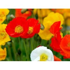 Sibirisk Valmue Papaver Nudicaule 'Gartenzwerg' 10 Cm. Potte 11 Sibirisk Valmue Papaver Nudicaule 'Gartenzwerg' 10 Cm. Potte -Osmo Salgsbutik mi1640 papaver nudicaule gartenzwerg e152