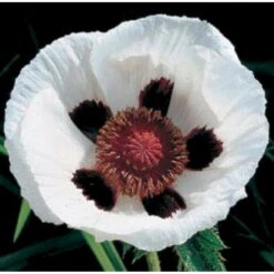 Kæmpevalmue Papaver Orientale 'Royal Wedding' 1 Liter Potte -Osmo Salgsbutik mi1643 papaver orientale royal wedding 412f