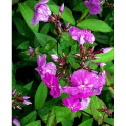 Høstfloks 'Amethyst' Phlox Paniculata 'Amethyst' Bakke Med 12 Stk. -Osmo Salgsbutik mi1666 phlox paniculata amethyst 563d