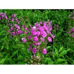 Høstfloks 'Amethyst' Phlox Paniculata 'Amethyst' Bakke Med 12 Stk. -Osmo Salgsbutik mi1666 phlox paniculata amethyst 75dc