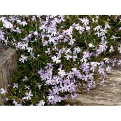 Lyngfloks 'Emerald Cushion Blue' Phlox Subulata 'Emerald Cushion Blue' 10 Cm. Potte -Osmo Salgsbutik mi1675 phlox subulata emerald cushion blue 14bc